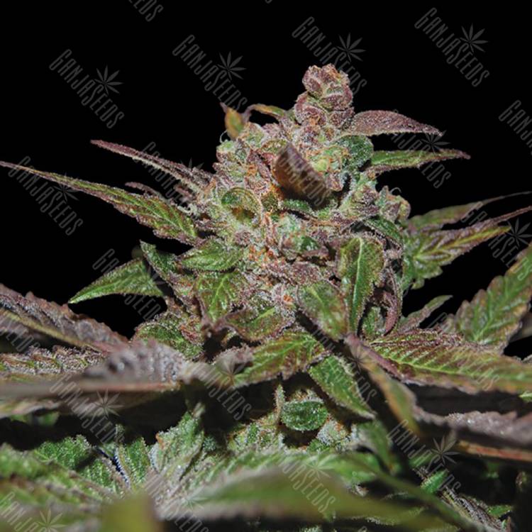 заказать на сайте семена конопли Purple Wreck feminised Reserva Privada заказать на сайте семена конопли Purple Wreck feminised Reserva Privada