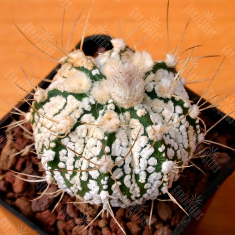 Семена кактуса Astrophytum capricorne х asterias cv. Super Kabuto Семена кактуса Astrophytum capricorne х asterias cv. Super Kabuto