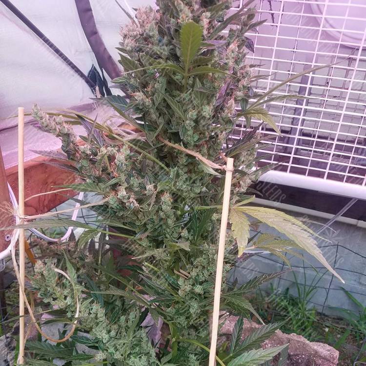 Семена марихуаны для новичков Auto Afghani №1 feminised GanjaLiveSeeds Семена марихуаны для новичков Auto Afghani №1 feminised GanjaLiveSeeds