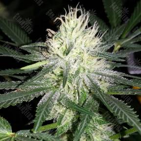 Auto Bubblelicious regular Ganja Seeds