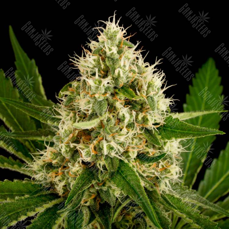 заказ семян конопли OG Kush feminised заказ семян конопли OG Kush feminised