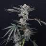 Era feminised Ganja Seeds Era feminised Ganja Seeds