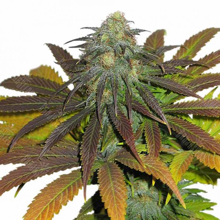 элитный канабис Era feminised элитный канабис Era feminised