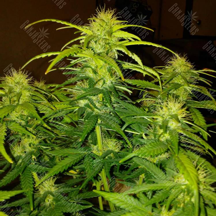 семена конопли для выращивания CBD White Widow feminised семена конопли для выращивания CBD White Widow feminised