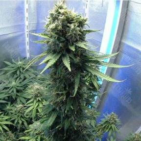 Auto Talas feminised Bang Seeds
