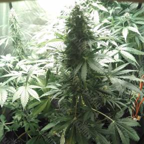 Point of No Return x Lowryder (Point) regular Ganja Seeds