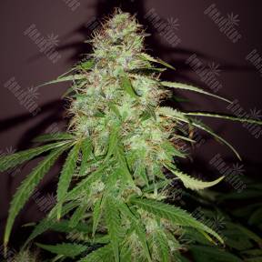 Quick London regular Ganja Seeds