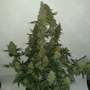 Auto Blue Mammoth feminised Barneys Farm