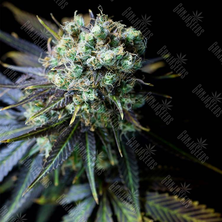 качественные сорта конопли Dinamed CBD feminised Dinafem Seeds