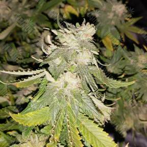 Super Skunk feminised Nirvana Seeds