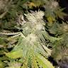 семена конопли для курения Super Skunk feminised Nirvana Seeds