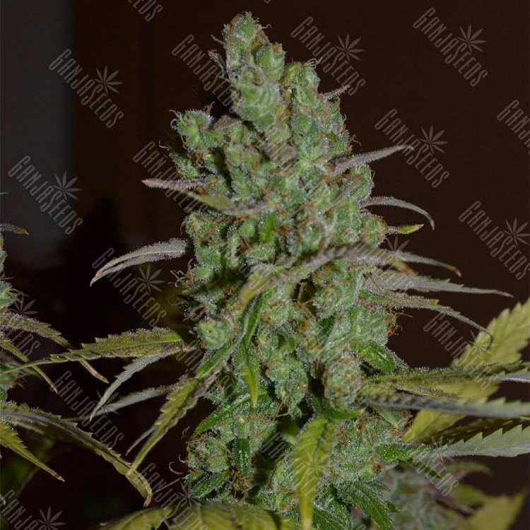 семена конопли феминизированные Orange Candy (Naranchup) feminised Philosopher Seeds