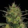 качественные семена конопли CBD-Chronic feminised Serious Seeds