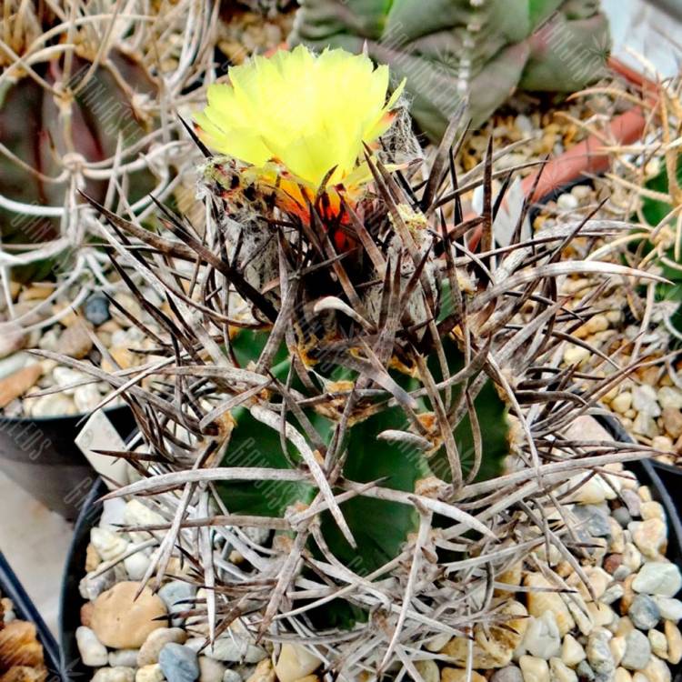 Семена кактусов Astrophytum capricorne var. crassispinum
