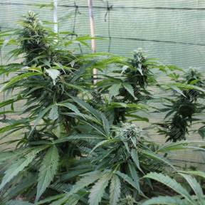 Auto Jack Herer feminised GanjaLiveSeeds