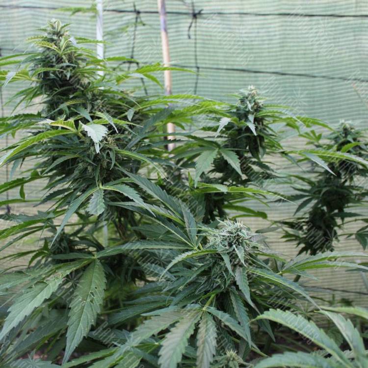 семена конопли в интернете Auto Jack Herer feminised GanjaLiveSeeds семена конопли в интернете Auto Jack Herer feminised GanjaLiveSeeds