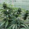 семена конопли в интернете Auto Jack Herer feminised GanjaLiveSeeds семена конопли в интернете Auto Jack Herer feminised GanjaLiveSeeds