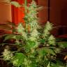 семена конопли скороспелый купить Auto Jack Herer feminised GanjaLiveSeeds семена конопли скороспелый купить Auto Jack Herer feminised GanjaLiveSeeds