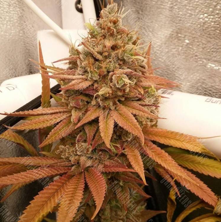 Colombian Gold regular Ganja Seeds Colombian Gold regular Ganja Seeds