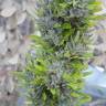 Colombian Gold regular Ganja Seeds Colombian Gold regular Ganja Seeds