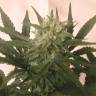 семена индийской конопли Critical + feminised