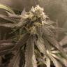 качественные семена конопли Critical + feminised