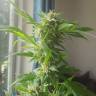 семена конопли недорого Critical + feminised