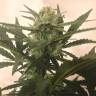 заказать на сайте семена конопли Critical + feminised