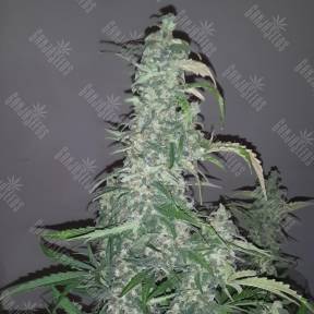 Auto Wappa feminised Ganja Seeds