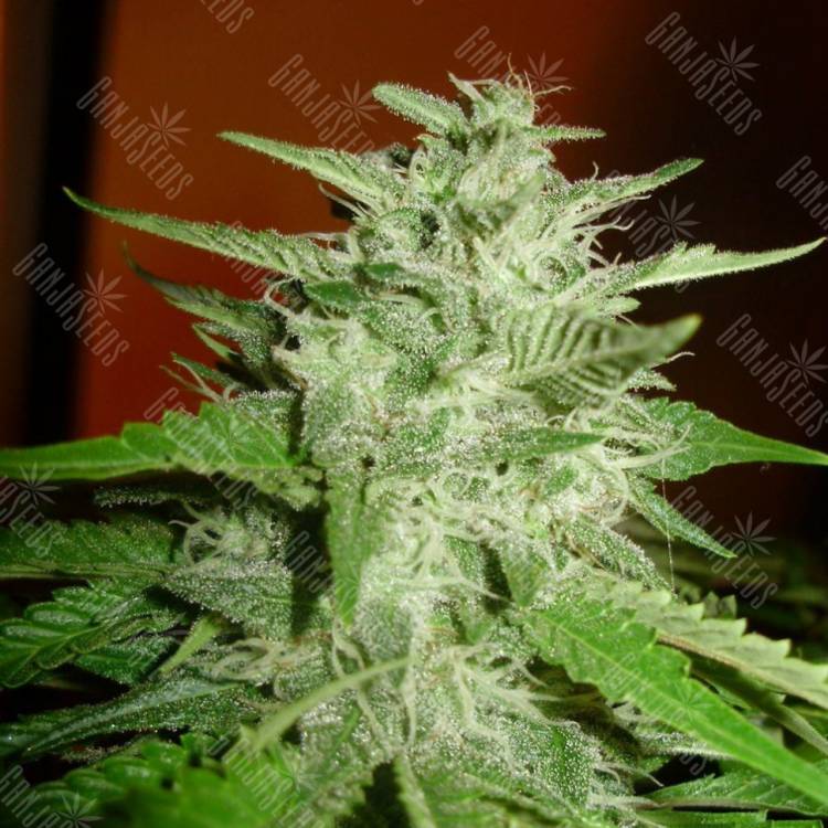 семена конопли элитных сортов Satori regular Mandala Seeds