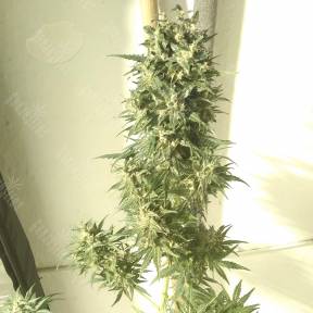 Point of No Return x Lowryder regular Ganja Seeds