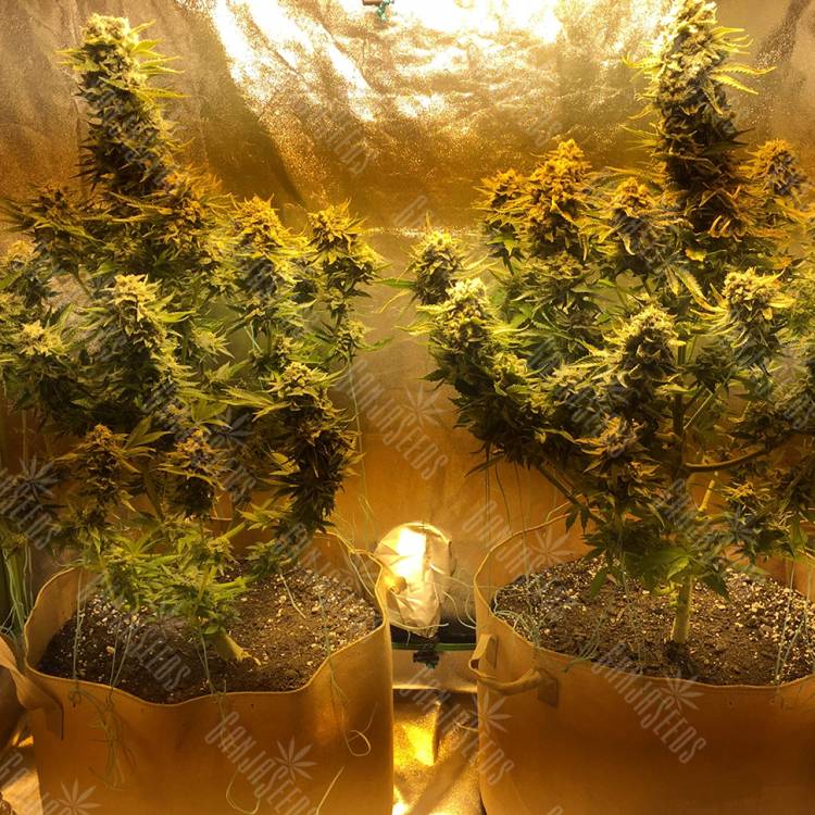 конопля семена сорта заказать Red Dragon regular Ganja Seeds конопля семена сорта заказать Red Dragon regular Ganja Seeds