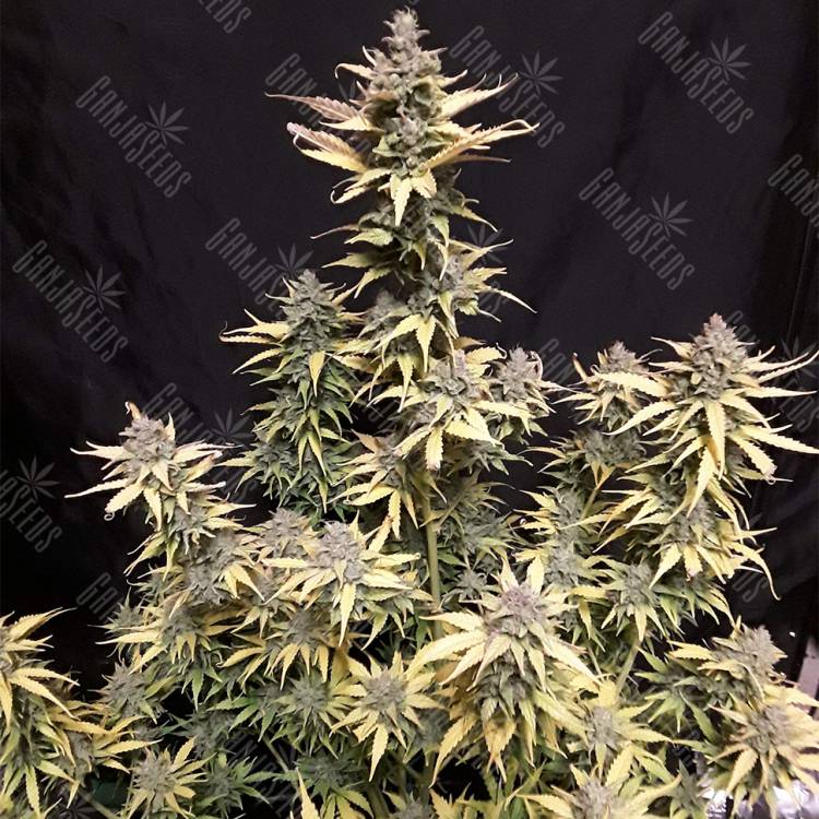 семена конопли элитных сортов Auto Critical Kush feminised Barneys Farm семена конопли элитных сортов Auto Critical Kush feminised Barneys Farm
