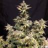 семена конопли элитных сортов Auto Critical Kush feminised Barneys Farm семена конопли элитных сортов Auto Critical Kush feminised Barneys Farm