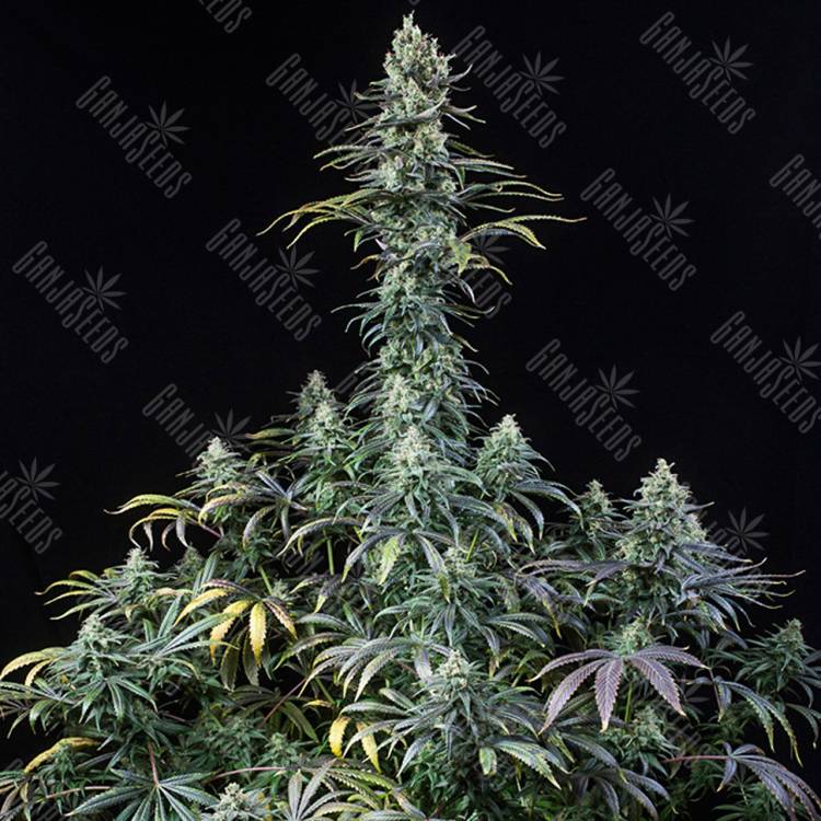 семена конопли Early Amnesia CBD feminised Dinafem Seeds семена конопли Early Amnesia CBD feminised Dinafem Seeds