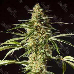 Philo Skunk (Gokunk) feminised Philosopher Seeds