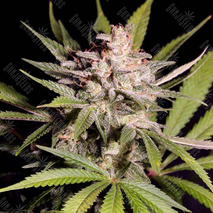 семена конопли в России Silver Bubble feminised Reserva Privada семена конопли в России Silver Bubble feminised Reserva Privada