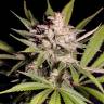 семена конопли в России Silver Bubble feminised Reserva Privada семена конопли в России Silver Bubble feminised Reserva Privada