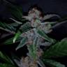семена культурной конопли купить Silver Bubble feminised Reserva Privada семена культурной конопли купить Silver Bubble feminised Reserva Privada