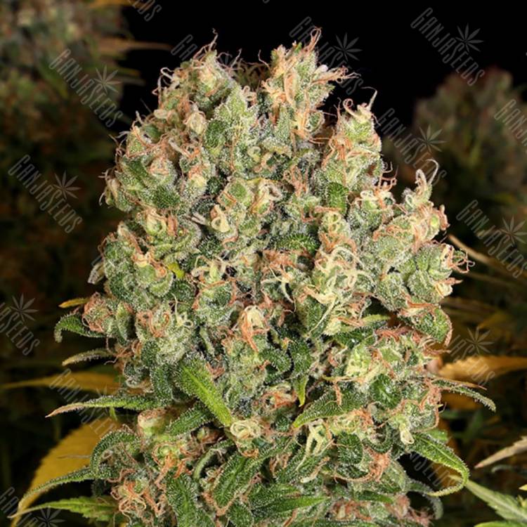 купить семена конопли CBD-enriched Warlock feminised Serious Seeds