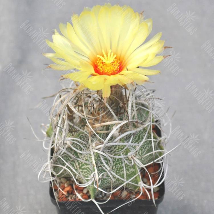 Семена кактуса Astrophytum capricorne v. major x Семена кактуса Astrophytum capricorne v. major x