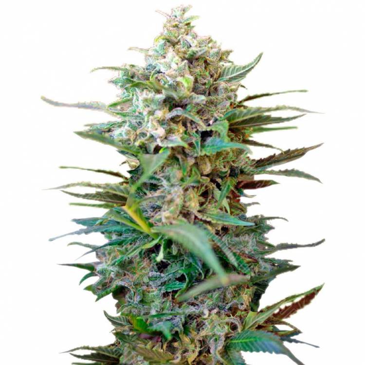 Семена конопли Auto Big Devil XL feminised GanjaLiveSeeds Семена конопли Auto Big Devil XL feminised GanjaLiveSeeds