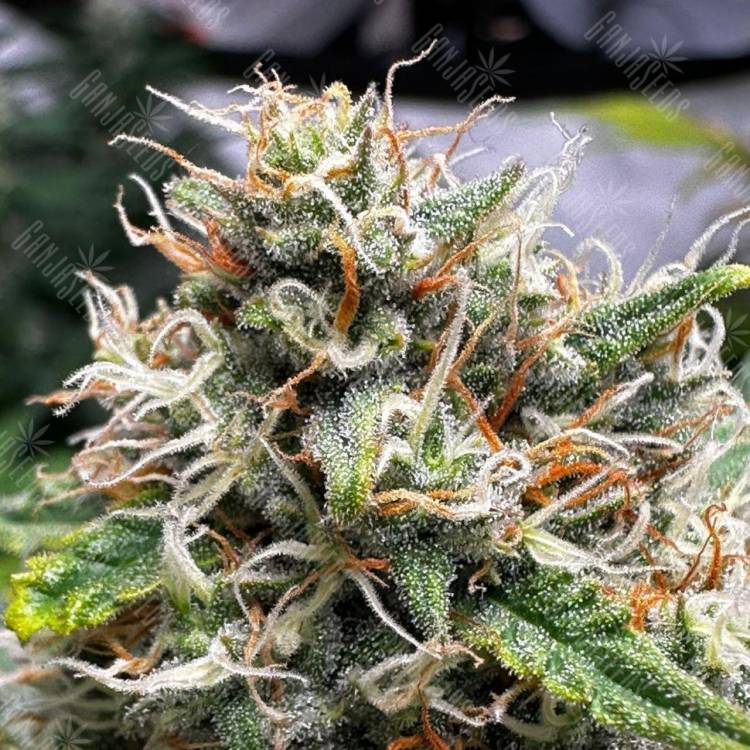 Auto Do-Si-Dos feminised Ganja Seeds Auto Do-Si-Dos feminised Ganja Seeds