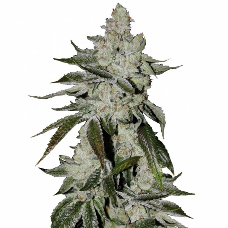 Auto Cookies feminised Ganja Seeds Auto Cookies feminised Ganja Seeds