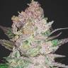 Auto Cookies feminised Ganja Seeds Auto Cookies feminised Ganja Seeds