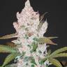 Auto Cookies feminised Ganja Seeds Auto Cookies feminised Ganja Seeds