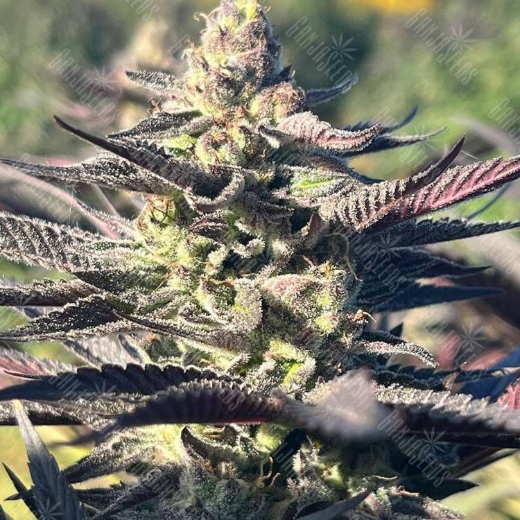 семена конопли сбд Mango Haze CBD feminised семена конопли сбд Mango Haze CBD feminised