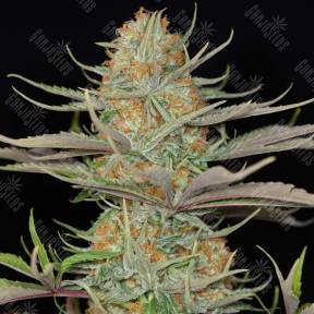 Sweet Deep Grapefruit feminised Dinafem Seeds
