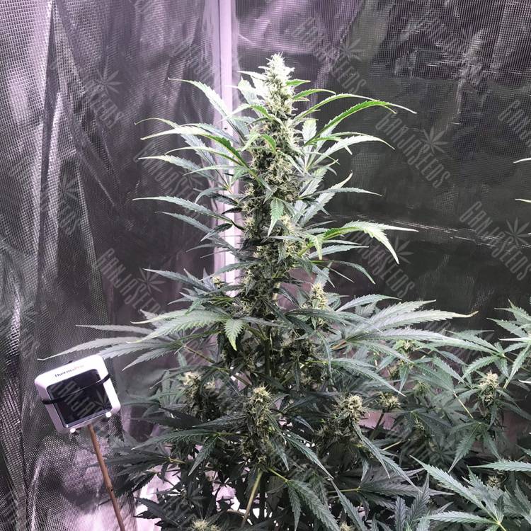 регулярные семена конопли купить Point regular Ganja Seeds регулярные семена конопли купить Point regular Ganja Seeds