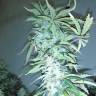 семена индийской конопли Russian Snow regular Ganja Seeds семена индийской конопли Russian Snow regular Ganja Seeds